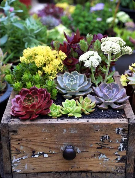 Low-water xeriscape